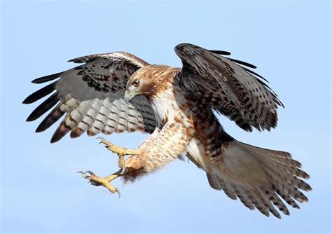 What Does A Bird's.